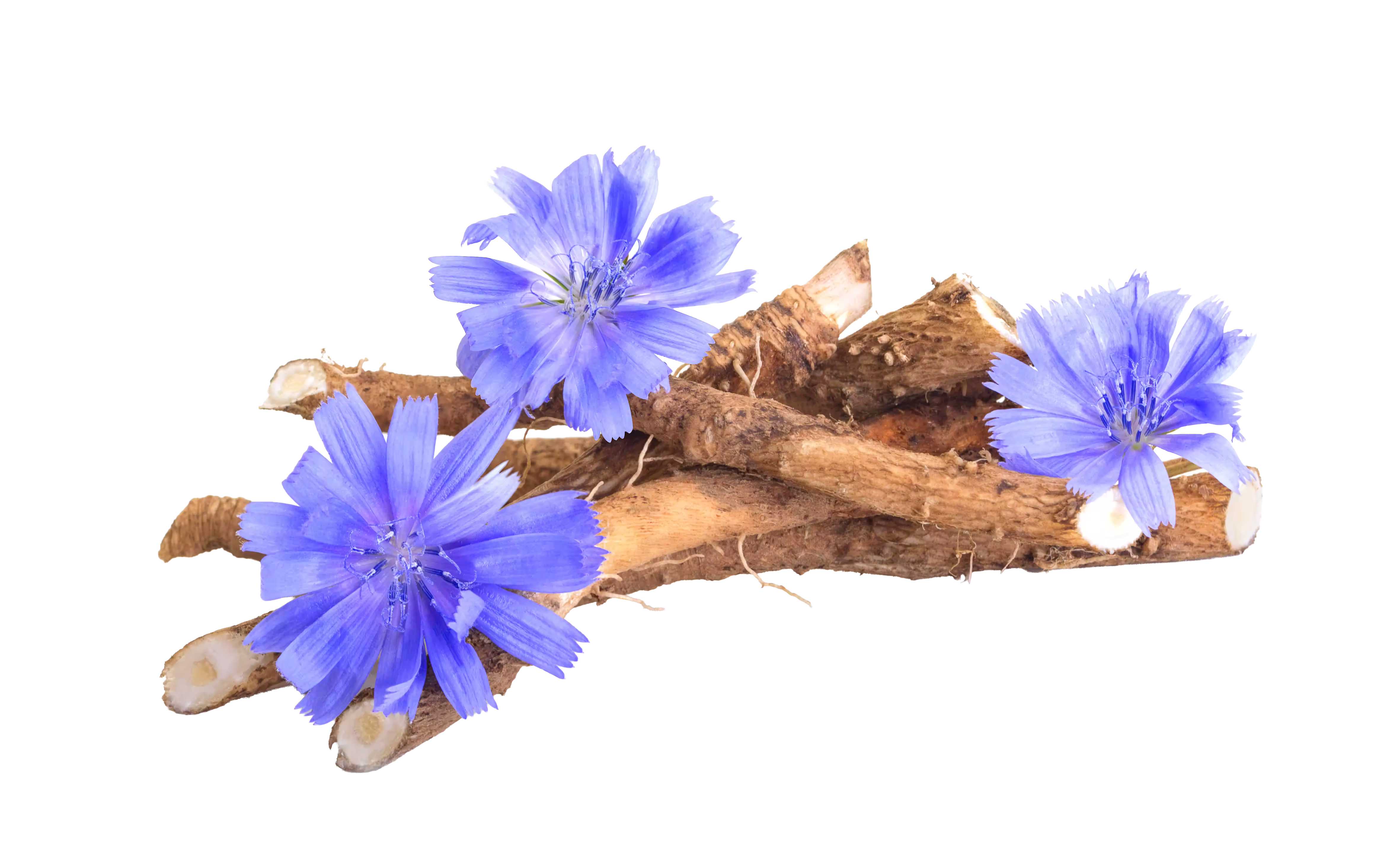 FOS
Plant Pre-biotic